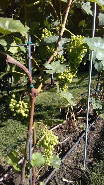 IMG-20160630-WA0004 - Via nobila