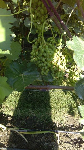 IMG-20160630-WA0006 - Via nobila