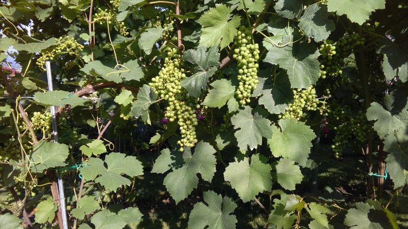 IMG-20160630-WA0010 - Via nobila