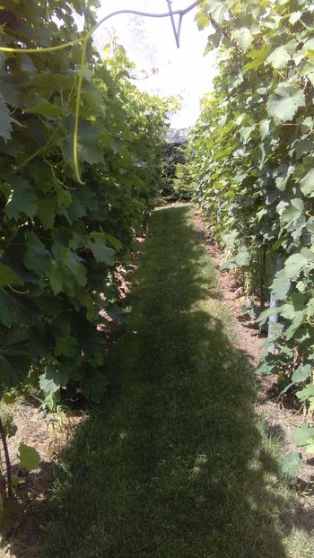 IMG-20160702-WA0000 - Via nobila