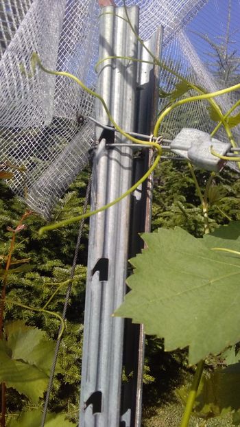 Detaliu- griple ( lacat de tensionare) - Via nobila