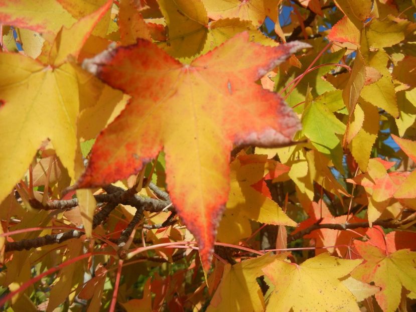 Liquidambar styraciflua (2017, Oct.10) - Liquidambar styraciflua