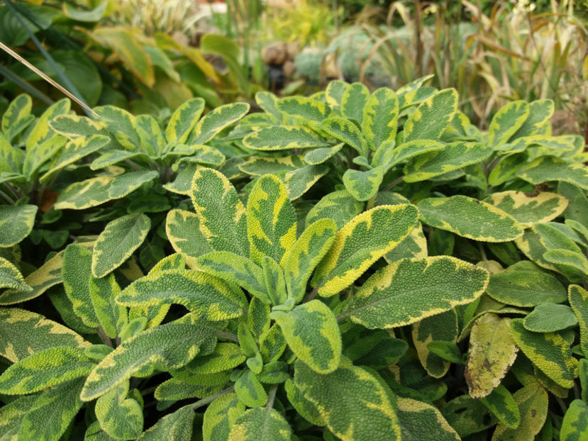 Picture 106 - Stralucire