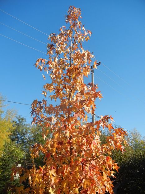 Liquidambar styraciflua (2017, Oct.17) - Liquidambar styraciflua