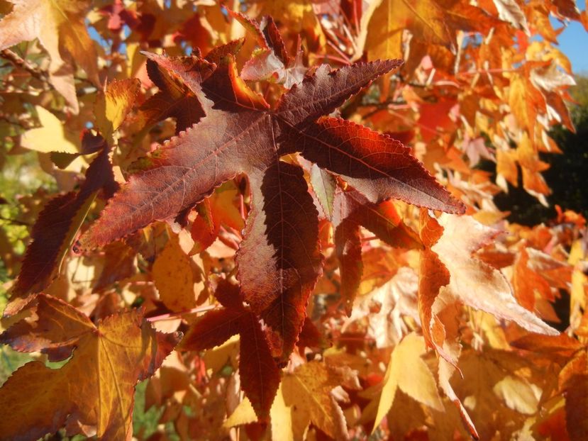 Liquidambar styraciflua (2017, Oct.17) - Liquidambar styraciflua