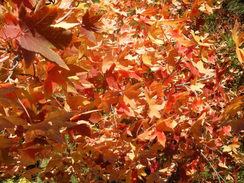 Liquidambar styraciflua (2017, Oct.17) - Liquidambar styraciflua