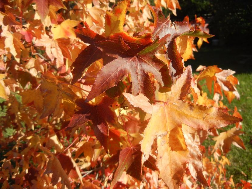 Liquidambar styraciflua (2017, Oct.17) - Liquidambar styraciflua