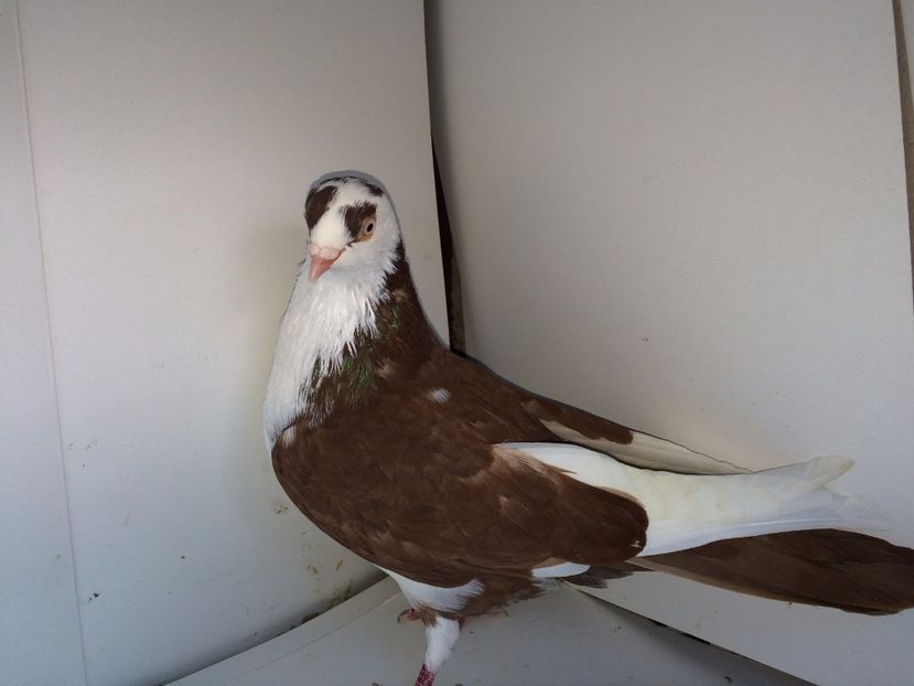 8957  mascul  2017_3 - tineret 2017