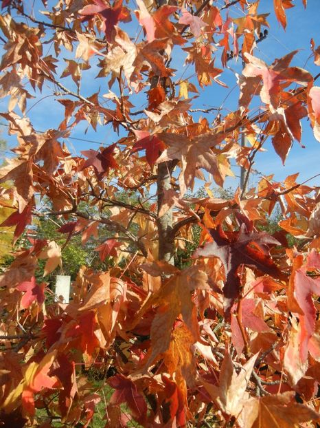 Liquidambar styraciflua (2017, Oct.19) - Liquidambar styraciflua