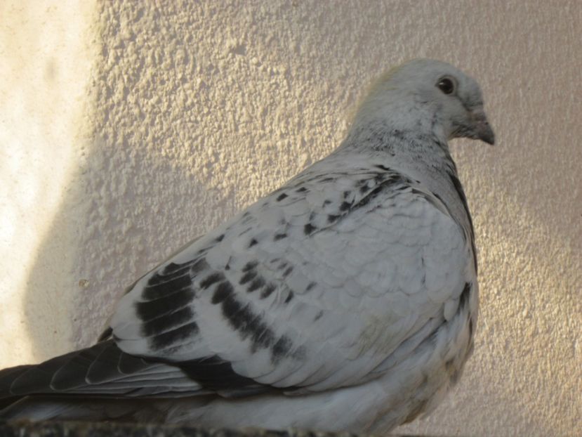 CODITA F 2017 - CIOCANITI IN OKTOBERFEST