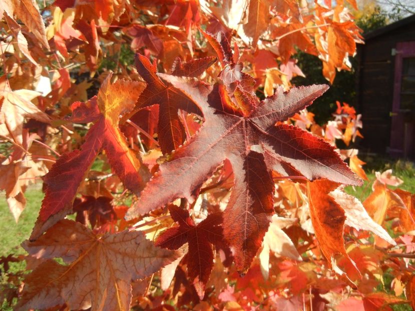 Liquidambar styraciflua (2017, Oct.19) - Liquidambar styraciflua