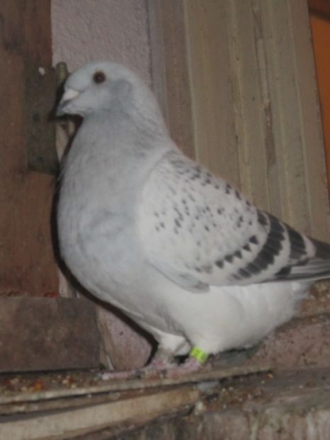 SAVANA - CIOCANITI IN OKTOBERFEST