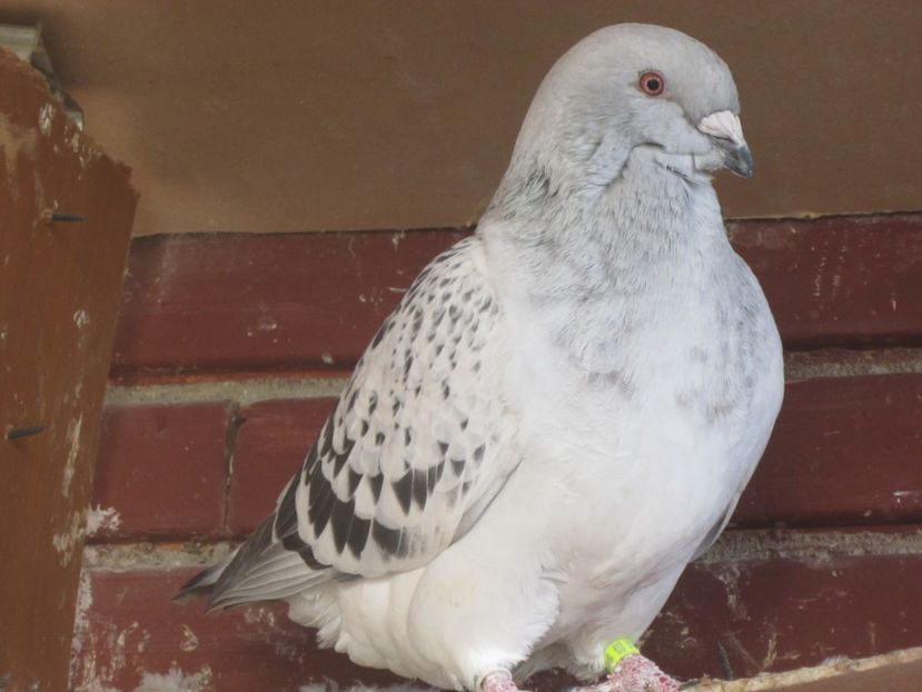 EXTASY F 2017 - CIOCANITI IN OKTOBERFEST