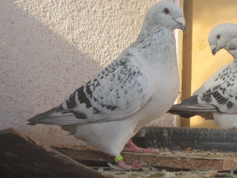 KAYRO M 2017 - CIOCANITI IN OKTOBERFEST