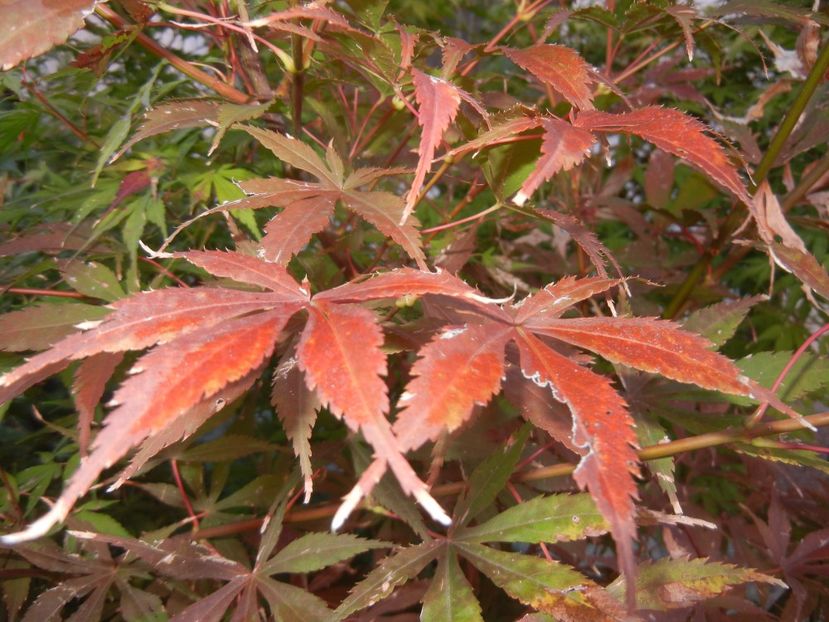 Acer palmatum Bloodgood (2017, Oct.18) - Acer palmatum Bloodgood