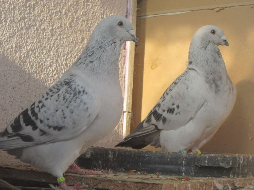 KAYRO&FERRARI - CIOCANITI IN OKTOBERFEST