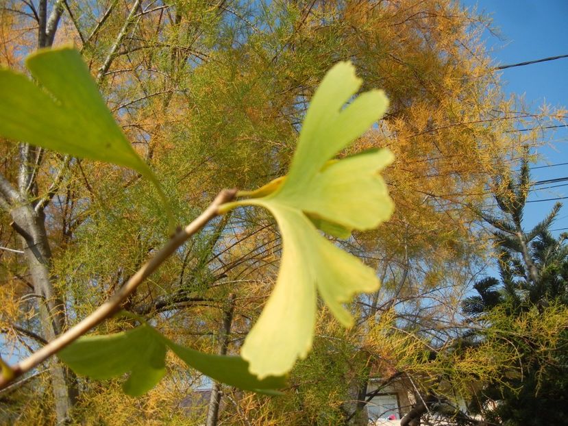 Gingko biloba (2017, October 21) - Gingko biloba