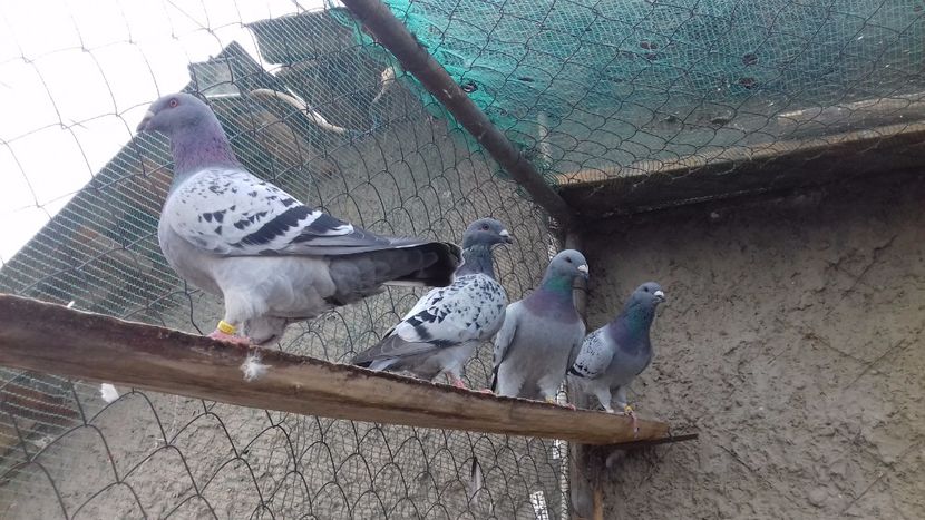  - standar romanesc 2017