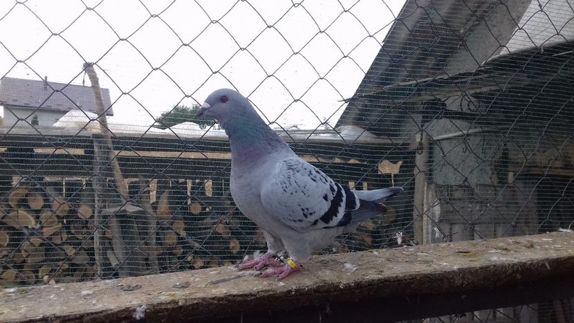  - standar romanesc 2017