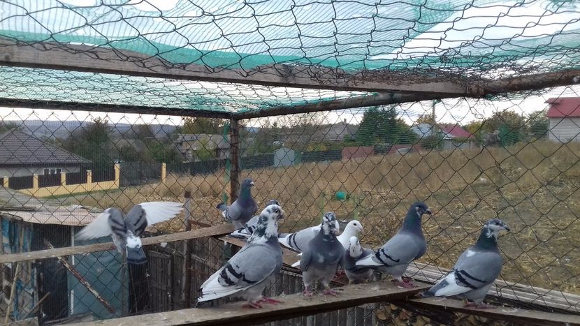  - standar romanesc 2017