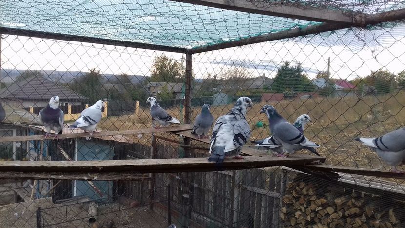  - standar romanesc 2017