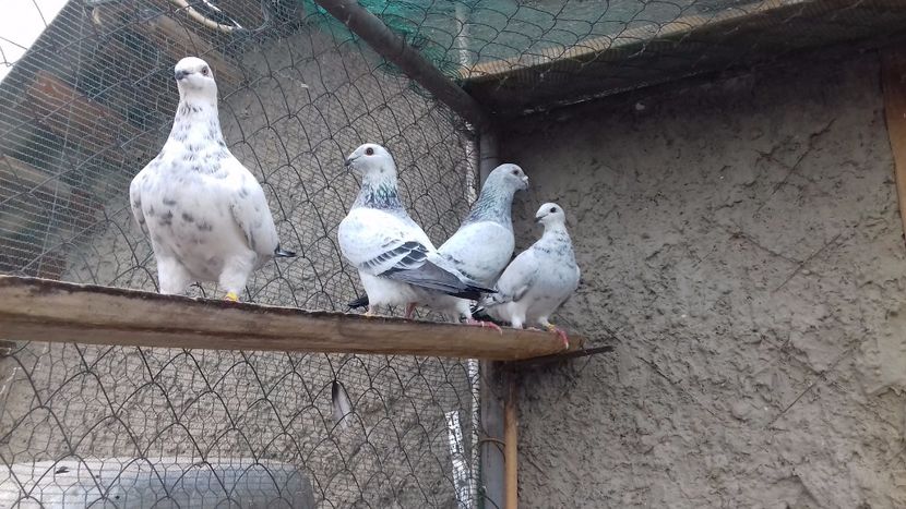  - standar romanesc 2017