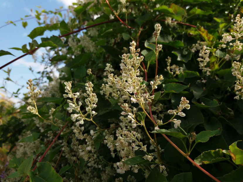 Picture 128 - Stralucire