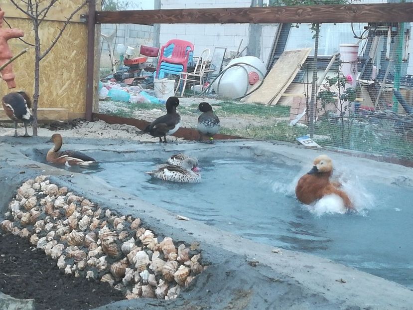  - Rața Mică cu cioc roșu