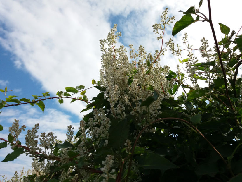 Picture 129 - Stralucire