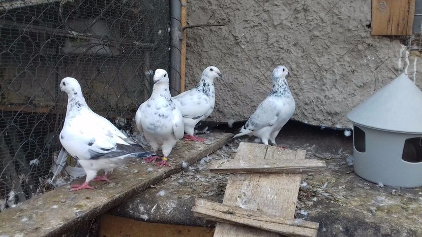  - standar romanesc 2017