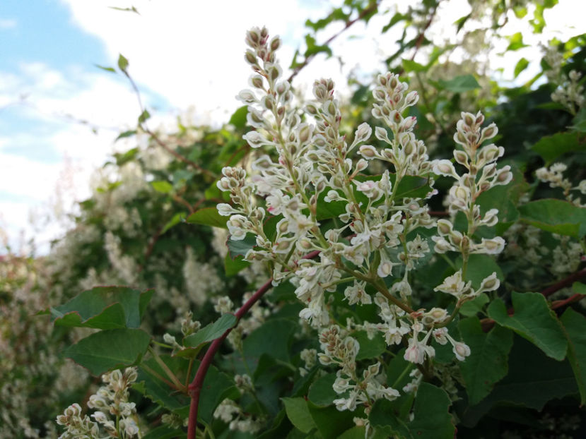 Picture 130 - Stralucire