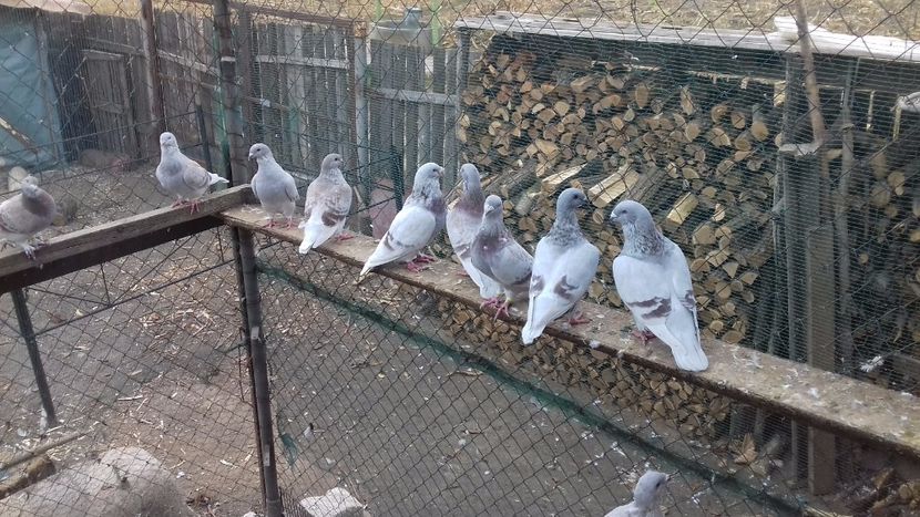  - standar romanesc 2017