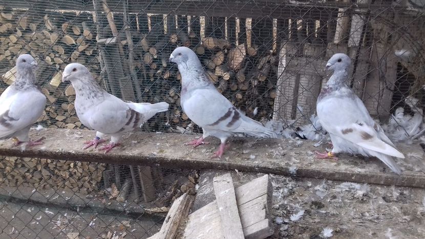  - standar romanesc 2017