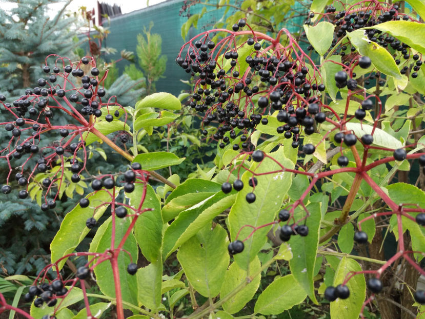 Picture 136 - Stralucire