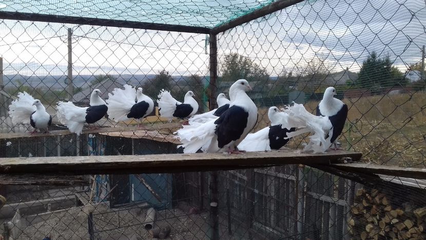  - voltati si voltati indeni