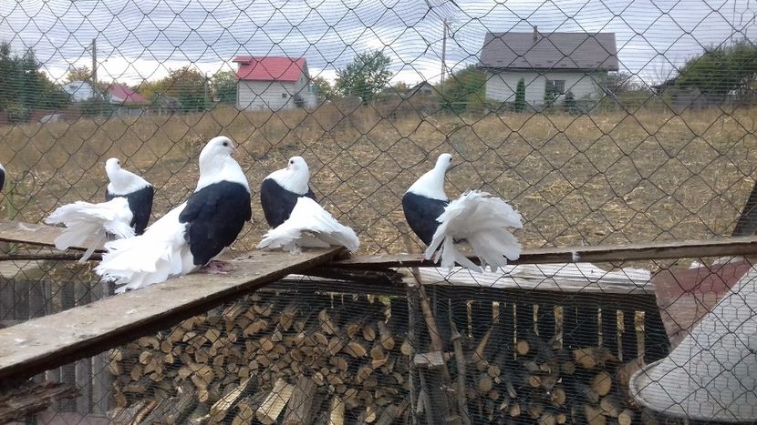  - voltati si voltati indeni