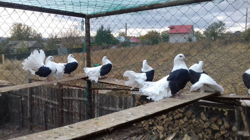  - voltati si voltati indeni