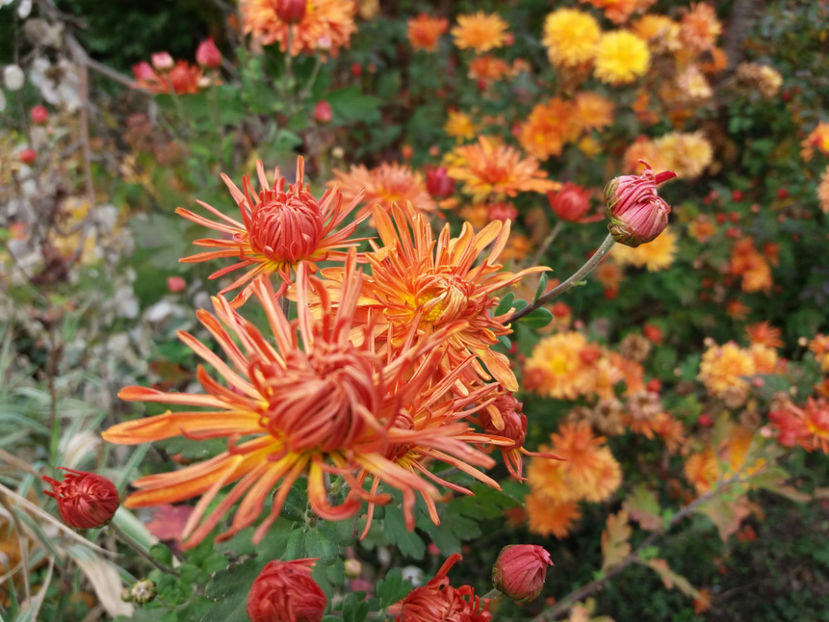 Picture 145 - Stralucire