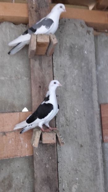  - jucatori si cazatori