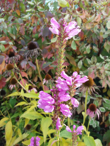 Picture 151 - Stralucire