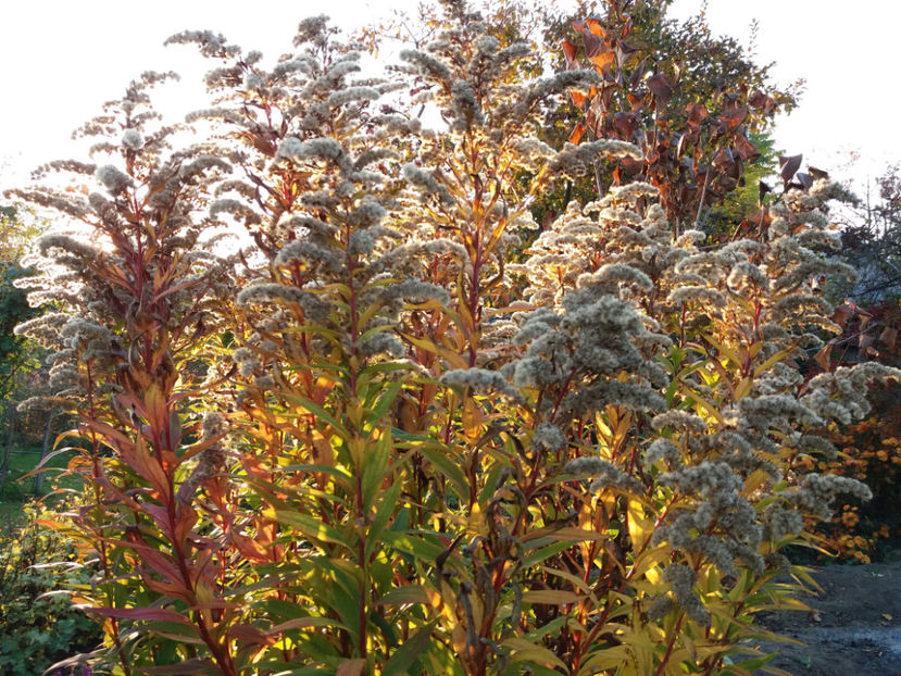 Picture 180 - Stralucire