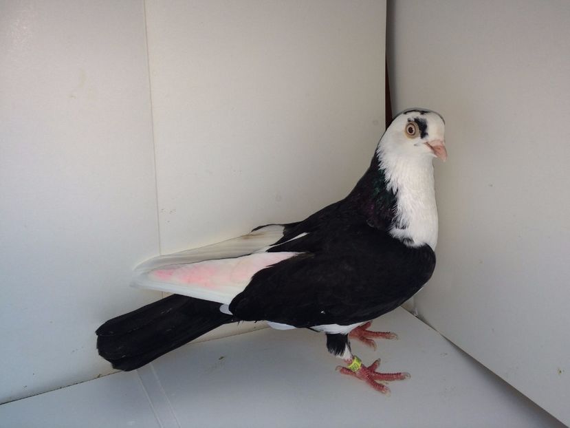 8960  mascul  2017_1 - tineret 2017