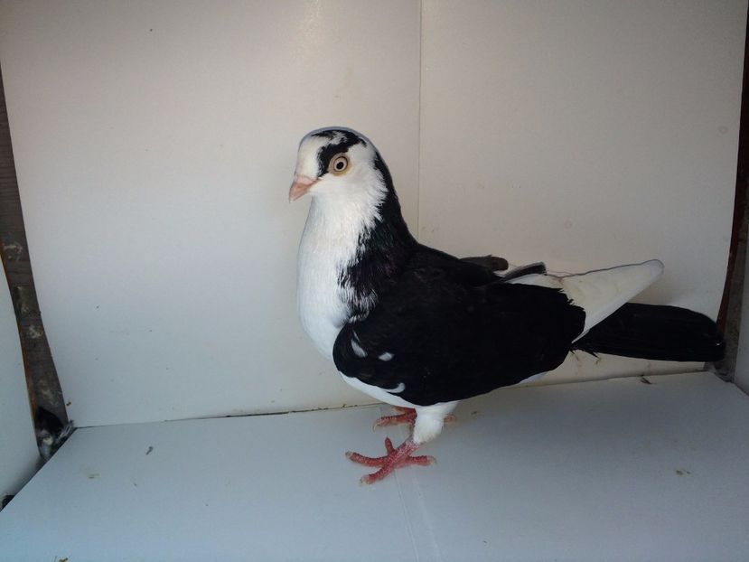 8960  mascul  2017_2 - tineret 2017