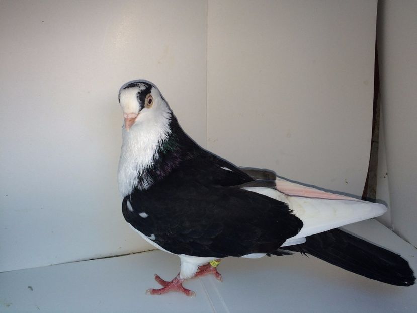 8960  mascul  2017_3 - tineret 2017