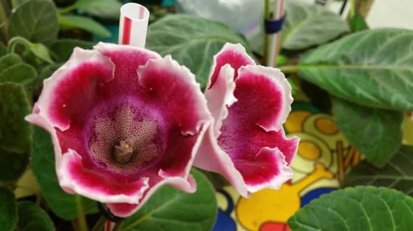 Kaiser Fredrich - Hamid