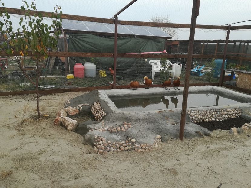 Fericire la piscina cea noua - VOLIERE