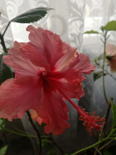  - 2017 Hankins Sport