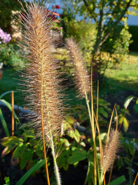  - 2017 - 03 - Toamna