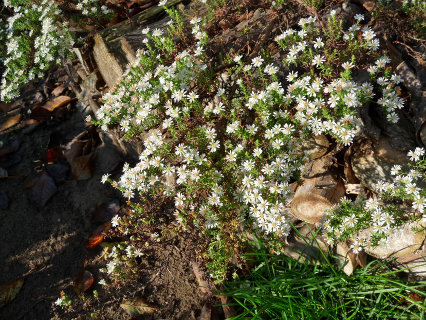  - 2017 - 03 - Toamna