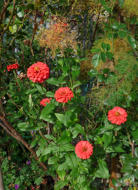  - 2017 - 03 - Toamna